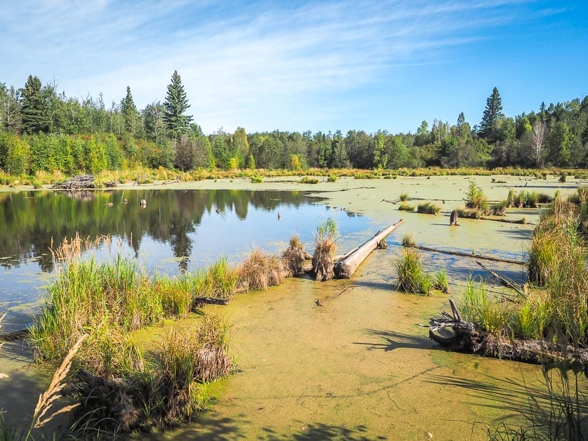 A marsh in Elk Island National Park