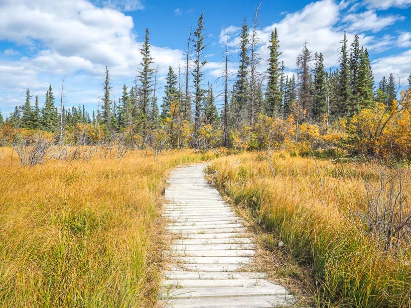 A boardwalk through a marshy area on Flowing Water Interpretive Trail