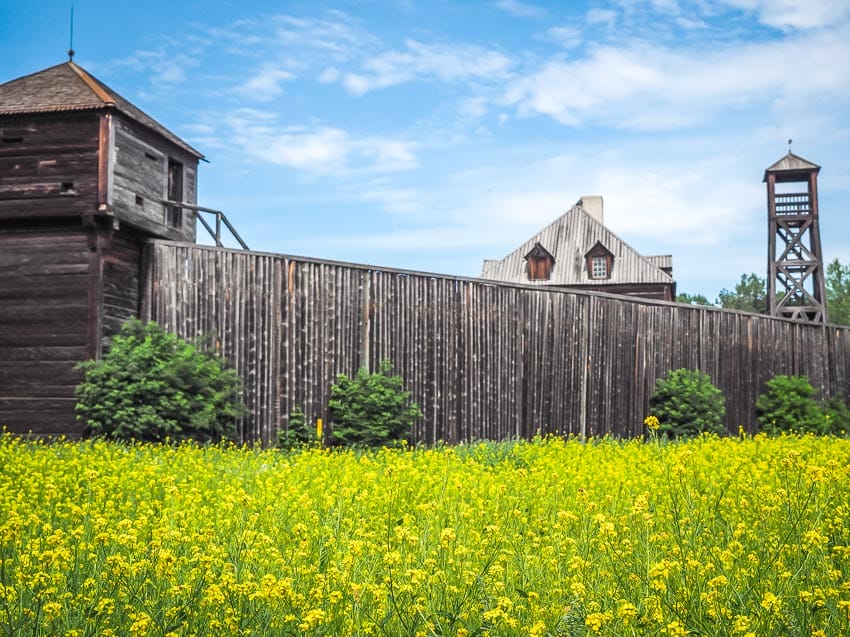 A field of yellow flowers with Fort Edmonton in the background