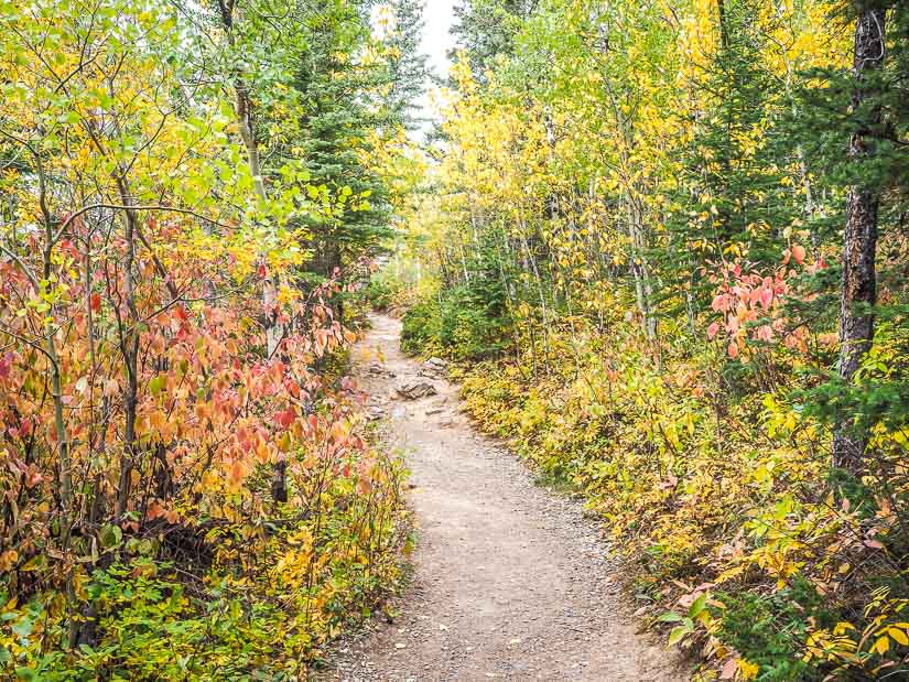 An easy walking trail through the forest on Heart Creek Trail in Kananaskis