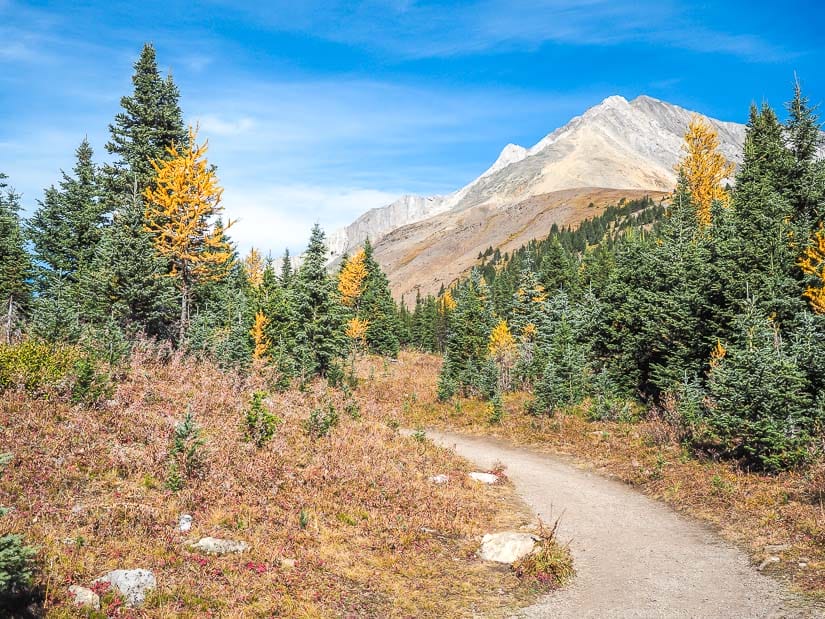 Walking trail at Highwood Meadow Interpretive Trail