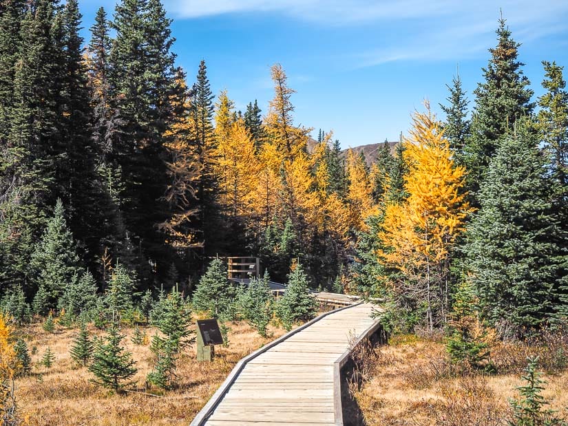 A wooden boardwalk through a forest on Highwood Pass Interpretive Trail