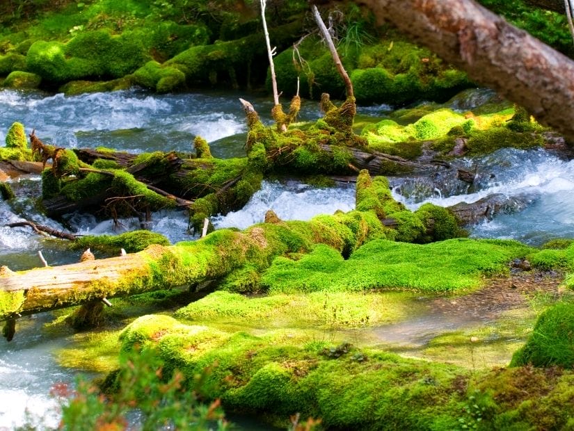 Karst Spring, above Watridge Lake