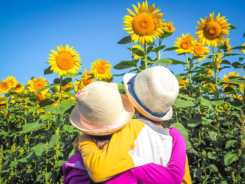 Two kids looking at sunflowers at Edmonton Corn Maze