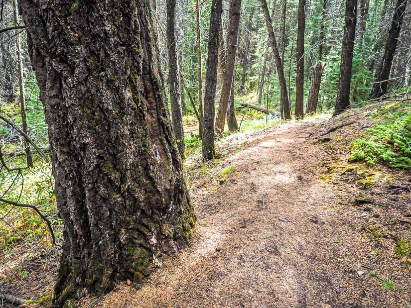 A large tree and easy walking path on Montane Trail in Kananaskis