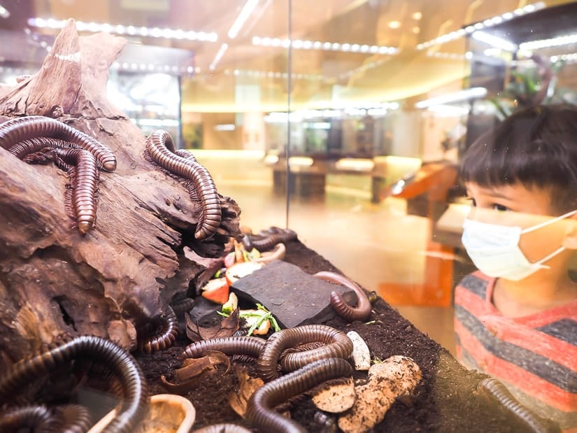 A child looking at huge millipedes in the Bug Gallery at Royal Museum of Alberta