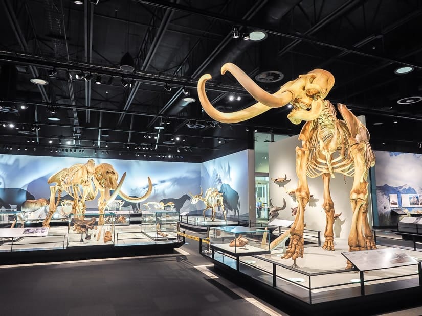 Animal skeletons in the Royal Alberta Museum