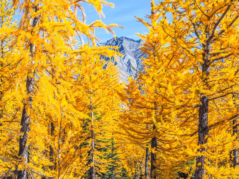 Larch (tamarack) trees in Kananaskis on Arethusa Cirque with mountain in background
