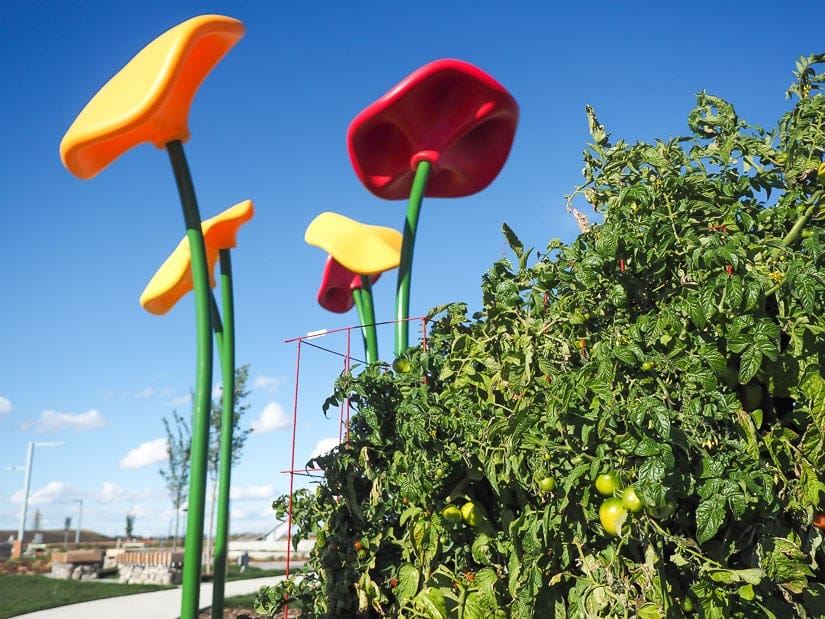 Tomatoes growing in the Edmonton tomato-themed playground