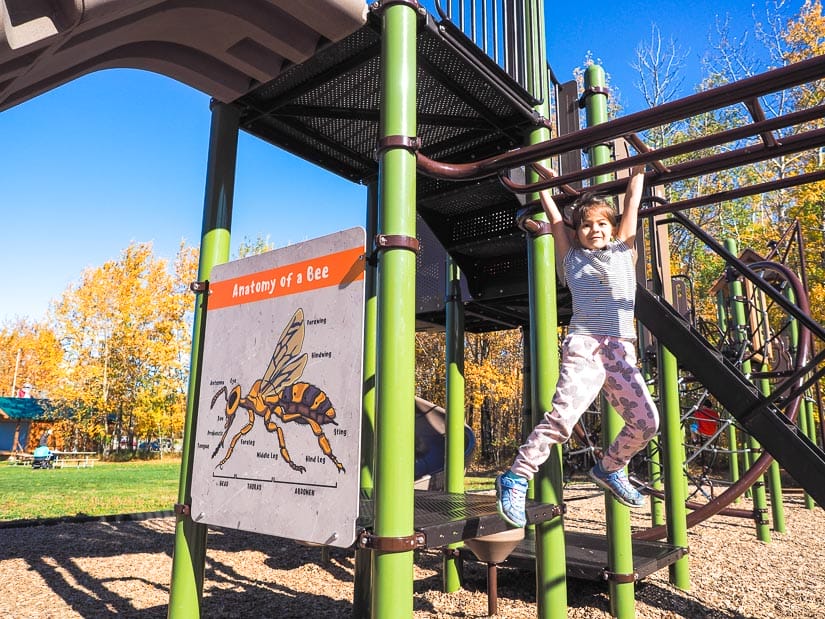A kid playing on the monkey bars at Elk Island National Park's playground