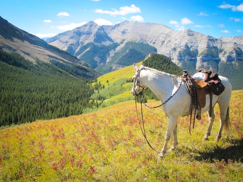 A horse with a mountainous view in Kananaskis