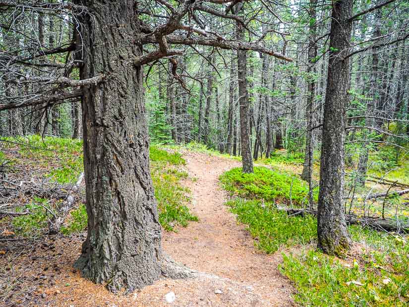 Forested Montane Trail near Canmore