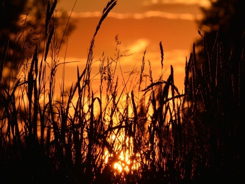 An orange sky at sunset with some stalks of grass in silhouette