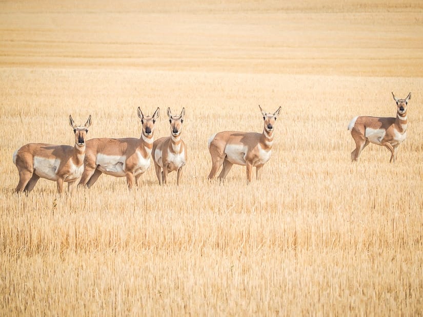 A herd of pronghorns standing in a grassy field