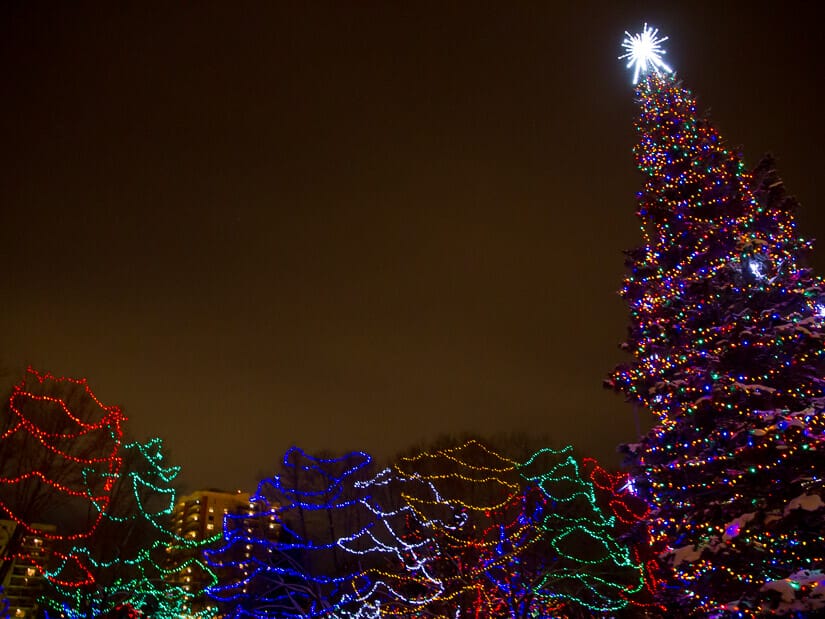 Trees decorated with Christmas lights at Alberta Legislature in winter in Edmonton