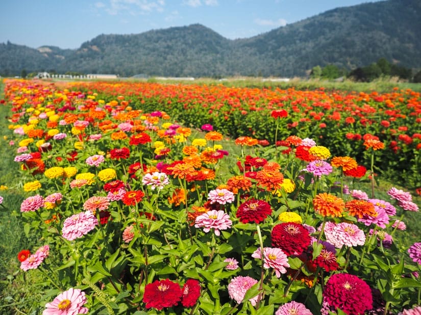 A field of colorful flowers with mountains behind