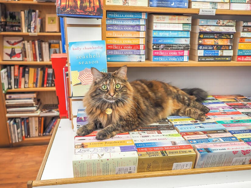 A cat on a table of books at Book Man used book store in Chilliwack