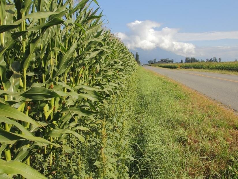 Corn growing beside a road in Chilliwack