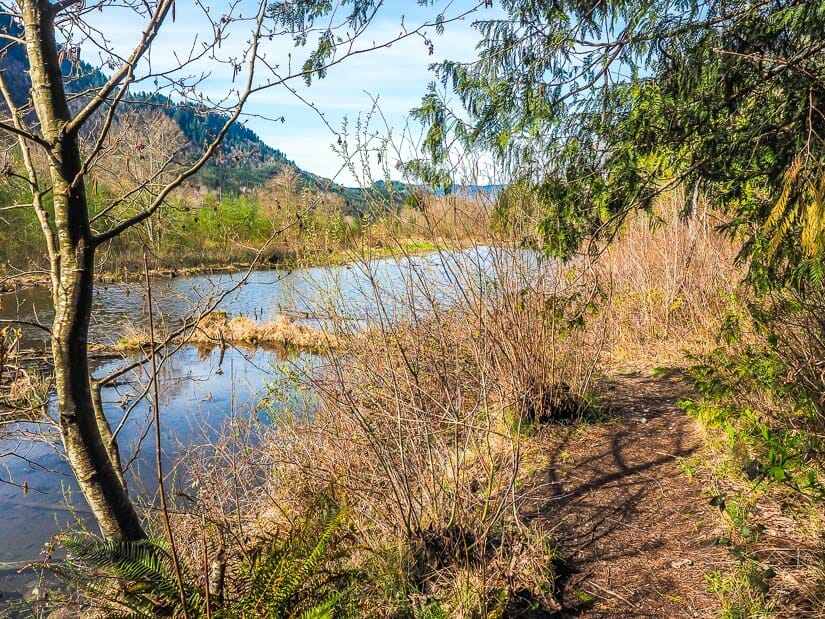 A walking path and wetlands at Chilliwack River Provincial Park