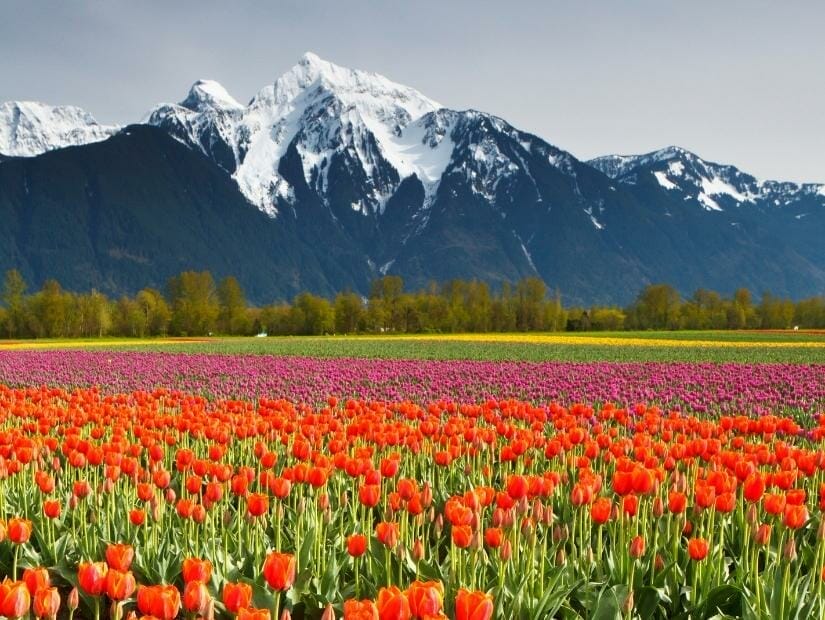 A field of tulips in Chilliwack with mountains in the background
