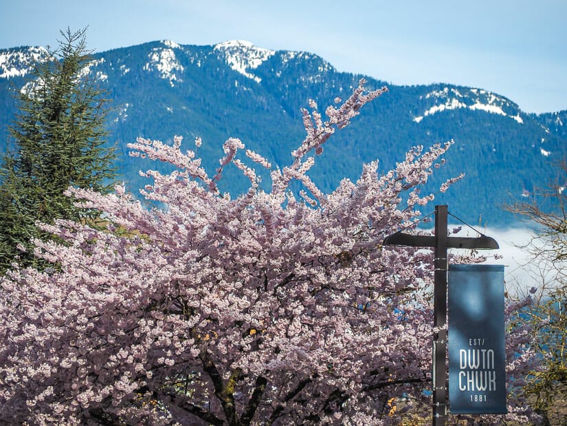 Cherry blossoms with a sign that says Chilliwack established 1881 and mountains in the background