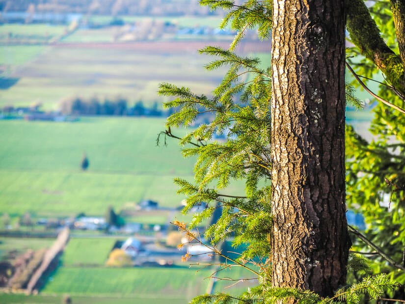 Some trees with farms below them at Hillkeep Regional Park on Chilliwack Mountain