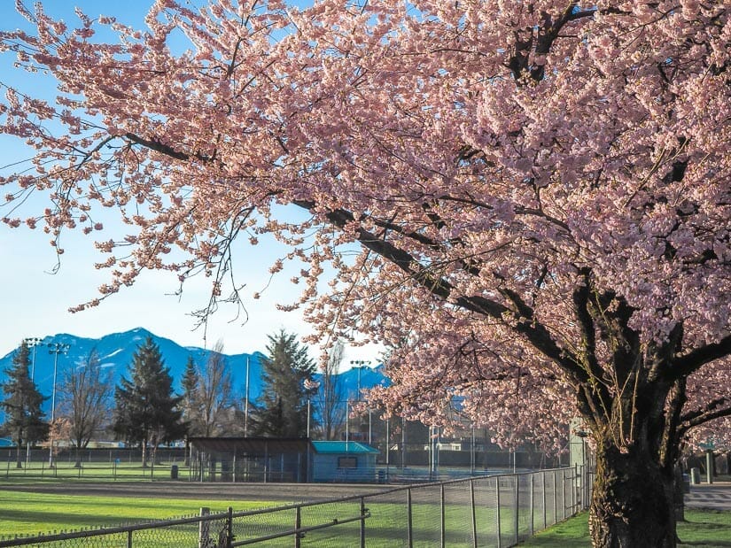 Cherry blossoms trees beside some sports facilities at Townsend Park