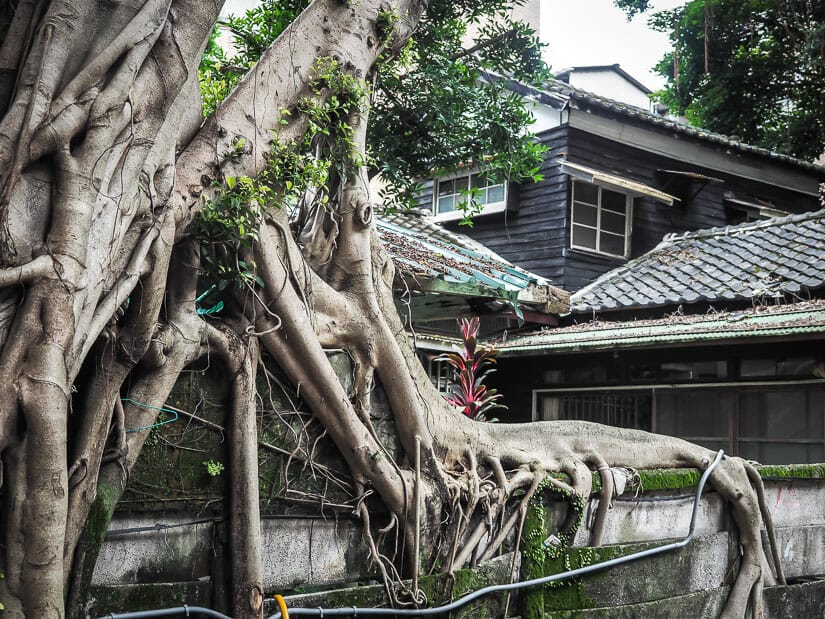 The many roots of a fig tree growing up a cement fence outside of a Japanese-style home on Qingtian Street, Taipei