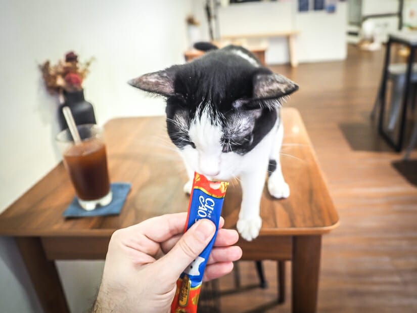 A hand feeding a package of wet cat food to a black and white cat sitting on a table in a cat cafe in Tainan
