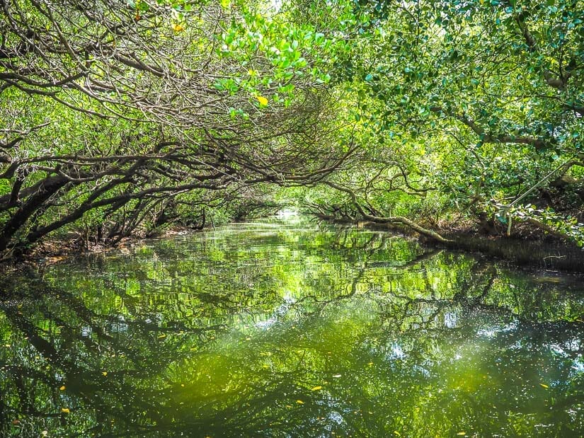 A green canopy of trees over a canal