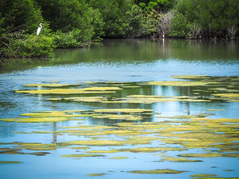 A swamp with green moss on the surface and two white birds visible in the background