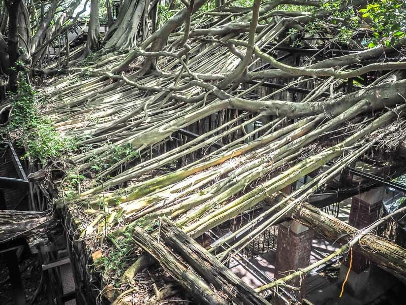 Dozens of banyan tree roots and vines atop Anping Treehouse