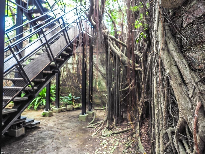 A staircase going up inside Anping Tree House