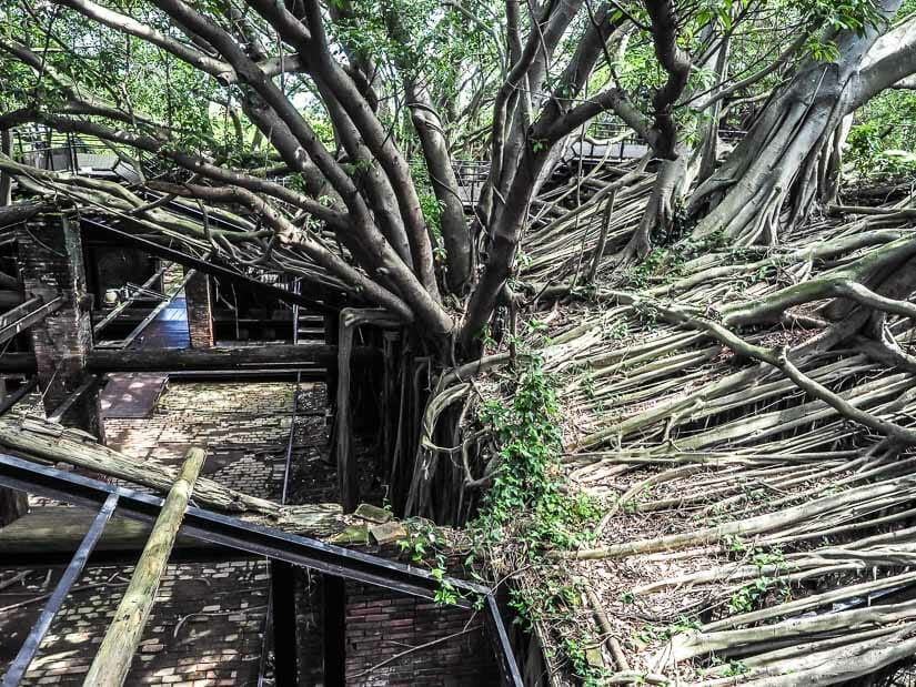 View of a big tree and its branches inside Anping Treehouse