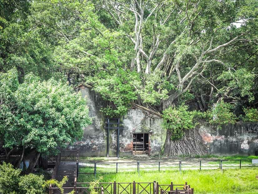 A huge cluster of banyan trees covering Anping Tree House