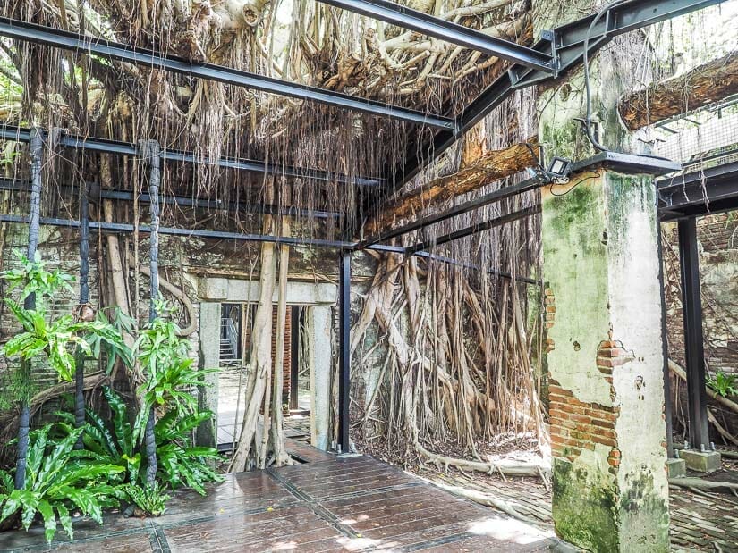 Hanging vines and tree roots in Anping treehouse