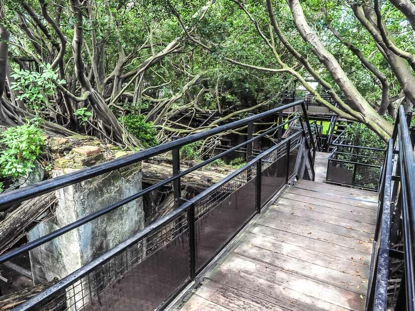An elevated wooden walkways surrounded by the trees of Anping Treehouse