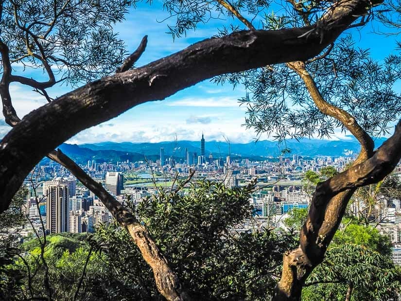 Some tree branches framing a view of Taipei City and Taipei 101