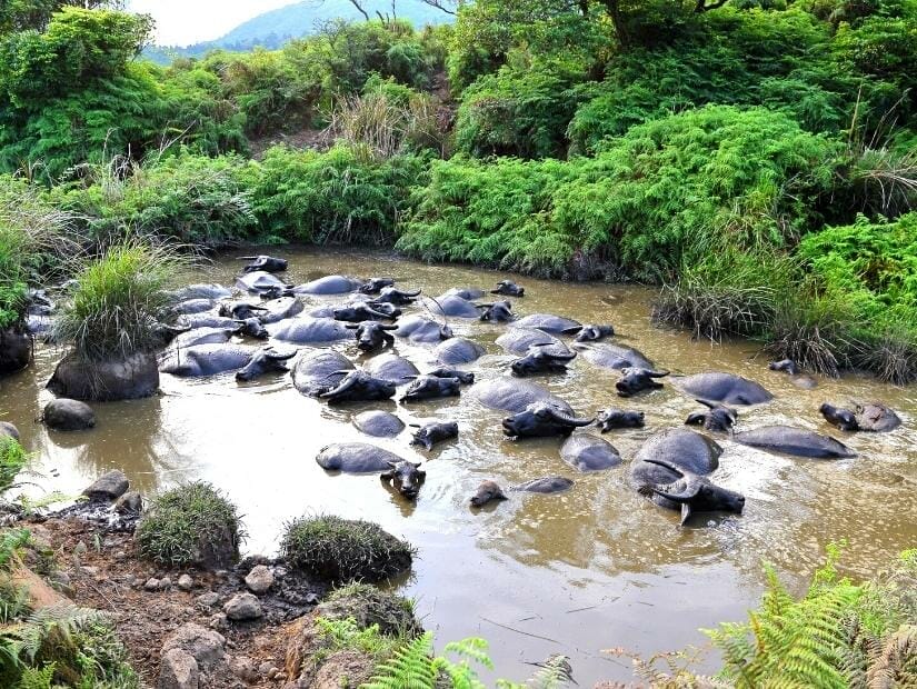 A big puddle of water with several water buffaloes on it spotted while hiking in Yangmingshan National Park