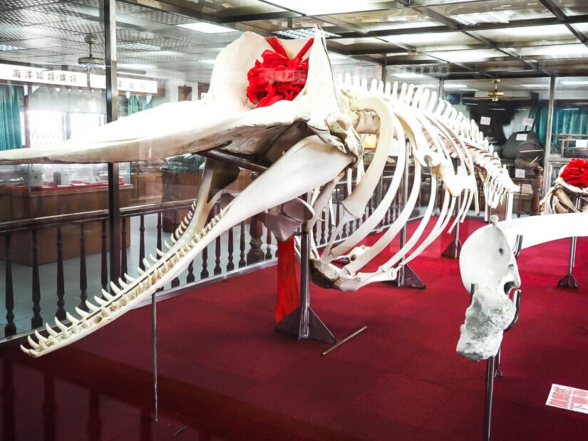 A sperm whale skeleton at Sicao with a red bow on it