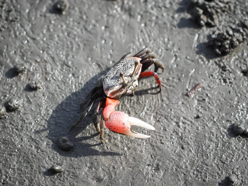 A fiddler crab with a giant claw in the mud at Gaomei Wetlands