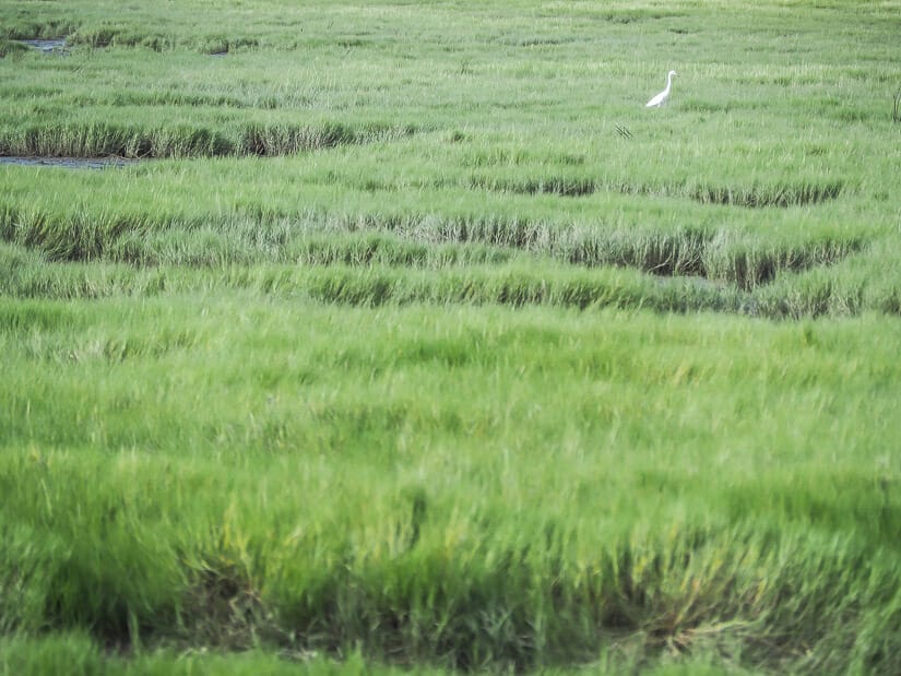 A white egret surrounded by grass at Gaomei Wetland