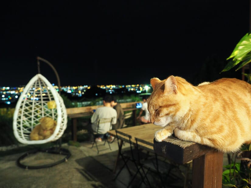 A cat resting on a ledge, with a hammock and people sitting in chairs looking at the night view of Taichung in the distance