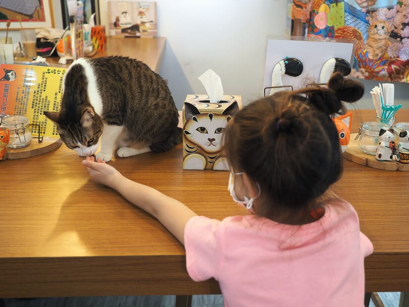 A girl reaching out her arm and a cat is smelling it as he sits on the table in a Taipei cat cafe