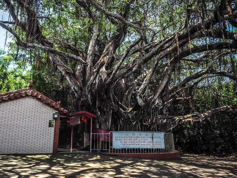 An expansive banyan tree on Xiaoliuqiu Island