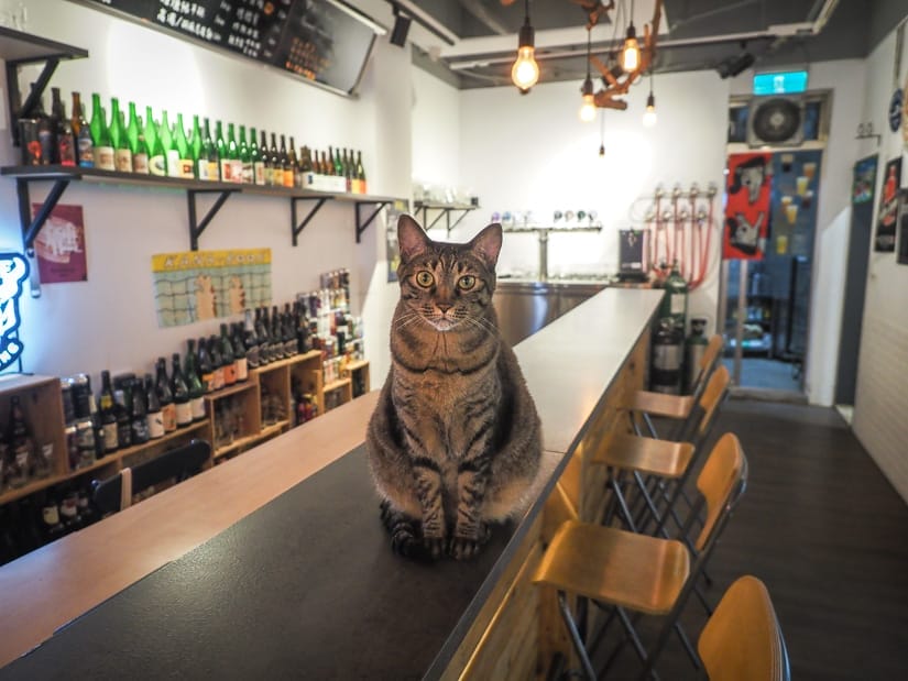 A cat sitting on the bar in a beer bar, facing the camera