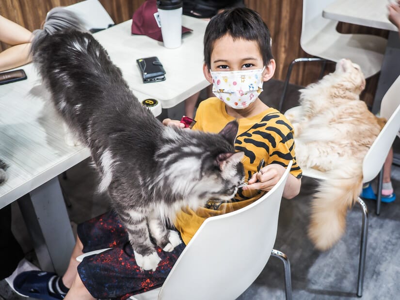 A boy sitting at a table in a cat cafe in Taipei surrounded by cats