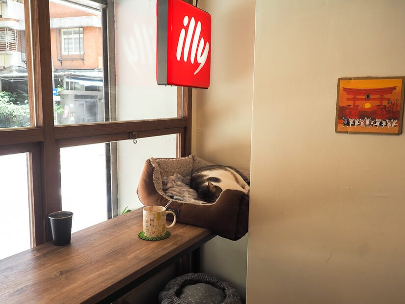 A cat sleeping in a cat bed on the bar in Second Cat Cafe, TaipeiS