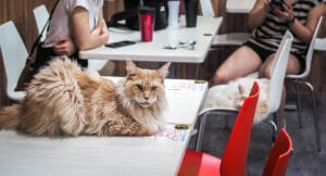 The best cat cafe in Taiwan