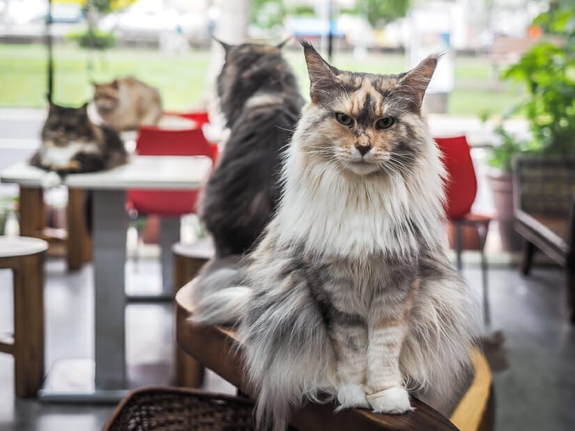 Several cats sitting on tables in a cat cafe in Taiwan